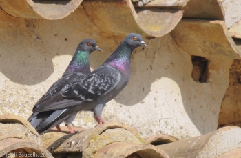 eK completa el protocol de control i gestió de fauna urbana